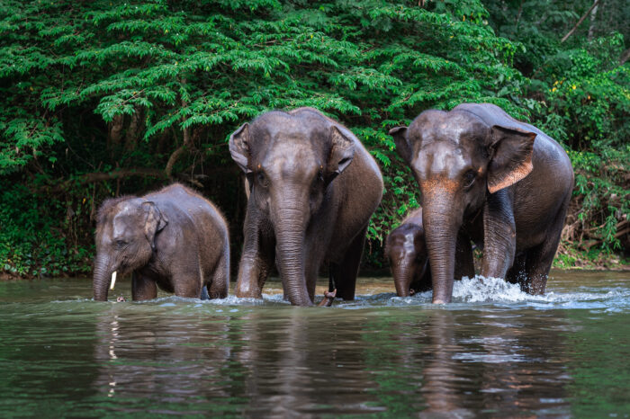 Elephant Kingdom Quest: Phuket’s Full-Day Wildlife Adventure